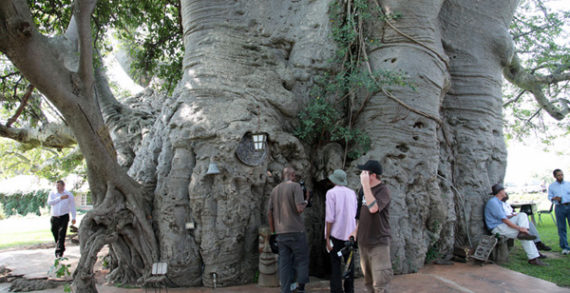Have A Beer In One Of The World’s Oldest Trees