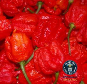 PuckerButt Pepper Company Claims Guinness World Record Title for Hottest Chili
