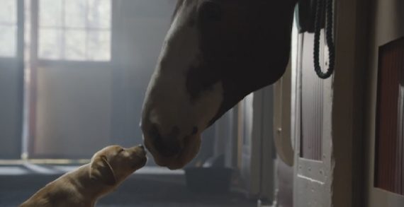 Budweiser’s ‘Puppy Love’ Ad Tugs the Strings of Your Heart
