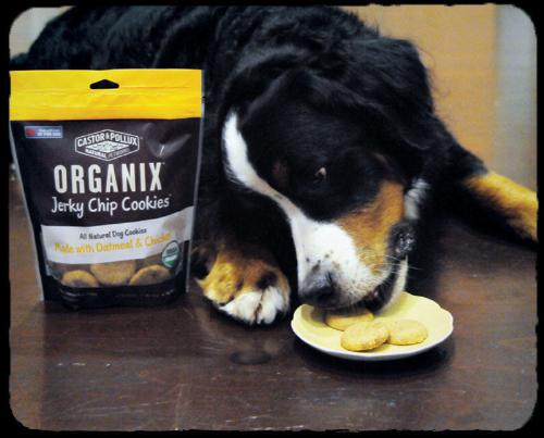 Castor & Pollux Debuts New ORGANIX Jerky Chip Cookies for Dogs
