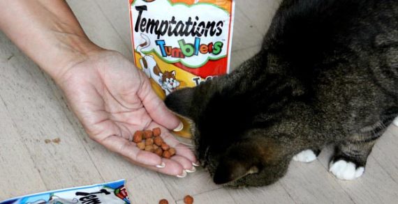 Temptations Brand Rolls Out New Temptations Tumblers Treats For Cats