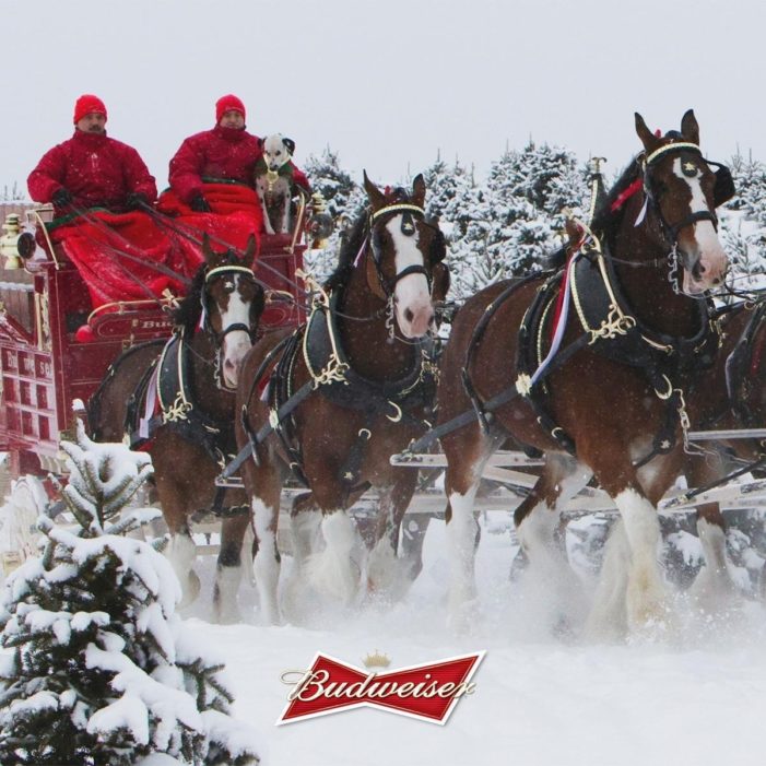Hold Your Horses: Budweiser Clydesdales Are Here to Stay