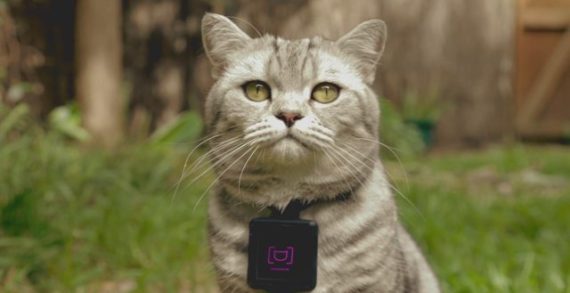 Whiskas & Clemenger BBDO Reveal the Unknown World of Cats