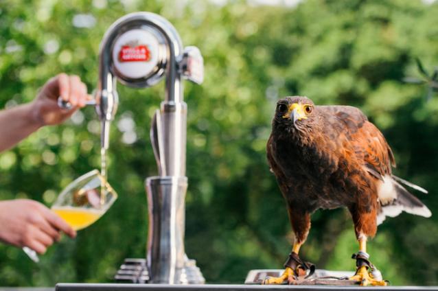 Stella Artois Brings to Life View of Wimbledon Perfectionist, Rufus the Hawk