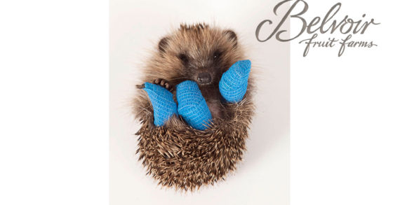 Belvoir Launches Campaign To Support The British Hedgehog