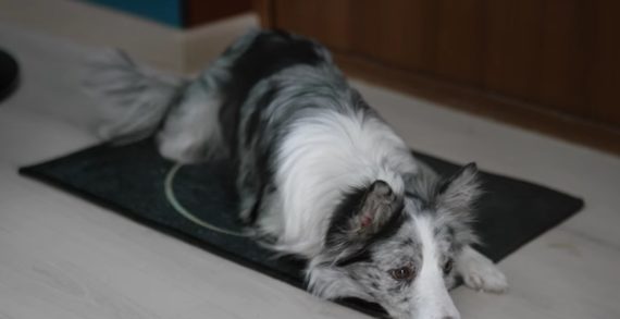 BBDO Moscow’s ‘Miss-U-Mat’ Connects You to Your Canine Companion