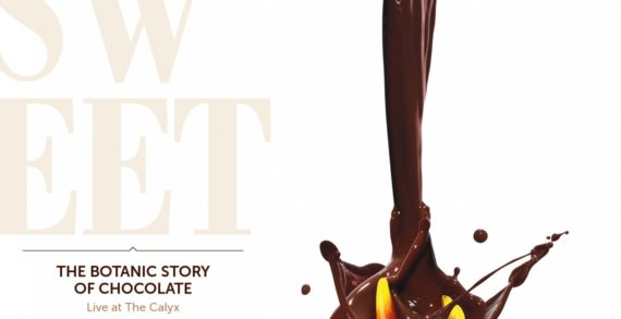 Chocolate-coated Campaign by M&C Saatchi Launches Sweet Addiction