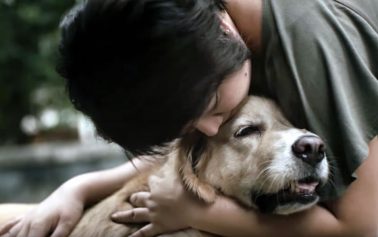 Thai Mothers Care for Their Fluffy Children in Adorable New Pedigree Spot