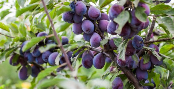 California Prune Announce Exceptional Yield in 2016’s Crops