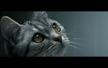 AMV BBDO Celebrates the Curiosity of Cats in Adorable New Whiskas Campaign