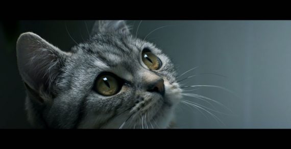 AMV BBDO Celebrates the Curiosity of Cats in Adorable New Whiskas Campaign
