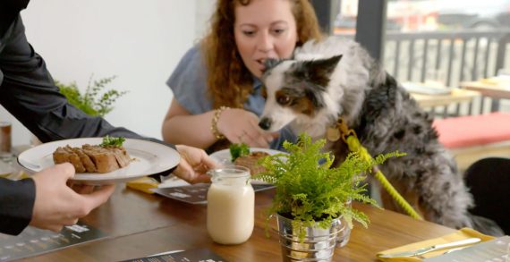 New Cesar Campaign Makes the Weekend Special for Dogs and their Owners