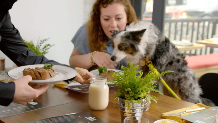 New Cesar Campaign Makes the Weekend Special for Dogs and their Owners