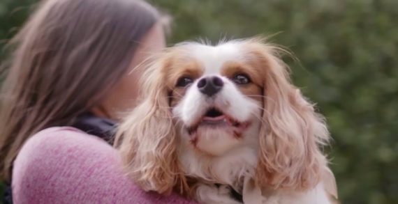 Nestlé Purina Utilises Yahoo7 Storytellers To Launch Its New Campaign