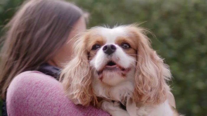 Nestlé Purina Utilises Yahoo7 Storytellers To Launch Its New Campaign