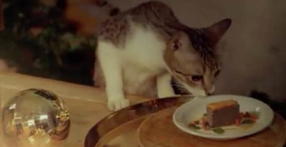 Purina Philippines, NuWorks, Pet Warehouse and PAWS Give Homeless Cats a Taste of Christmas