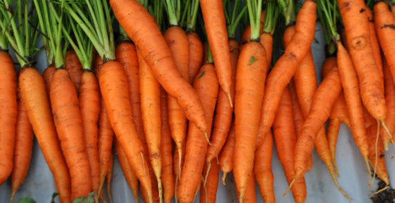 UK Carrot Growers Break New Ground with Organic Promotion