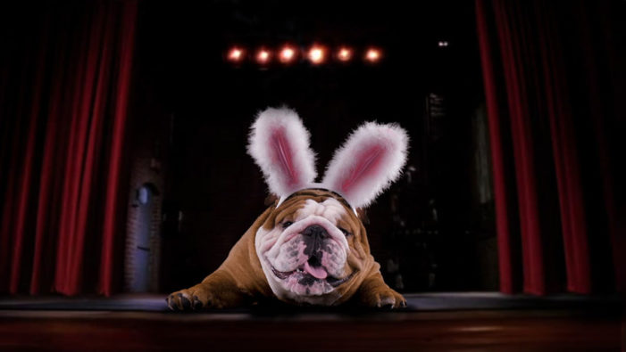 Cadbury Releases Its US Easter Ad Featuring Contest Winner Henri The Bulldog