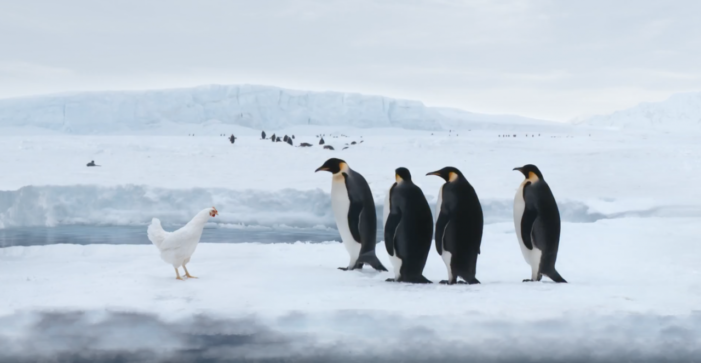 Chicken Talk TV Campaign