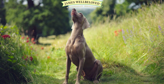 Mars Petcare Supports James Wellbeloved in New Campaign by AMV BBDO