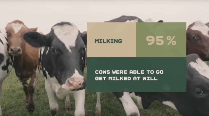 Arla Finland announces AI app for animal welfare – “We wanted to create the world’s most transparent milk origin journey”