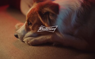 Budweiser responds to requests and returns thrones to pets at the NBA Finals