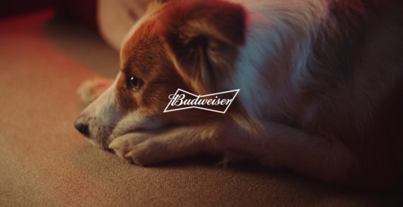 Budweiser responds to requests and returns thrones to pets at the NBA Finals