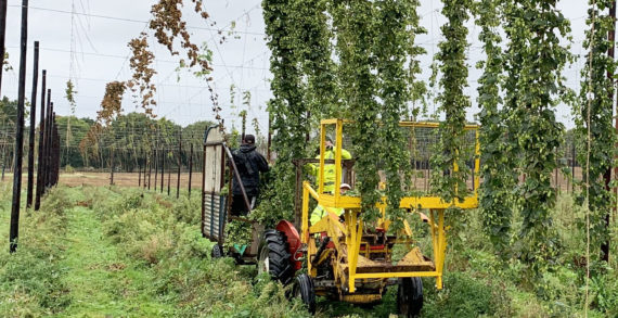 Harvest Home! Hogs Back completes first harvest of new hop garden