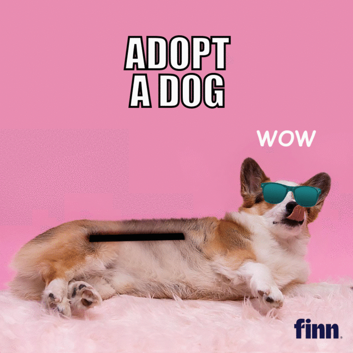 Pet food brand Finn to boost Dog adoptions ‘to the moon’ with Dogecoin cryptocurrency