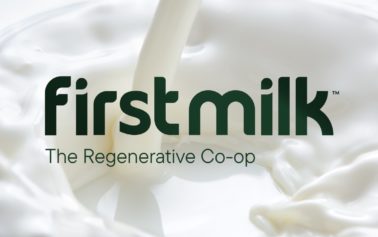 <strong>From Familiar to Fresh: KISS Branding Transforms First Milk’s Brand Identity.</strong>