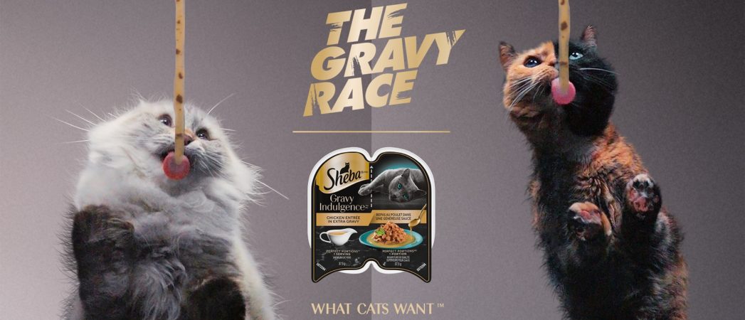 The SHEBA® Brand Assembles Some of the Internet’s Most Famous Cats To Race Each Other In The Gravy Race