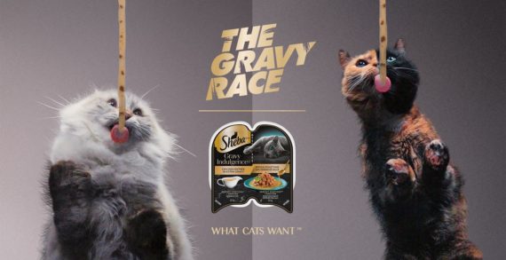 The SHEBA® Brand Assembles Some of the Internet’s Most Famous Cats To Race Each Other In The Gravy Race