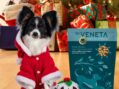 Kent Based Dr Veneta Adds An Eagerly Anticipated Wellness Variant To Its Pioneering Dog Food Range to Tackle Festive Greed Taking On The Growing Obesity Epidemic Among UK Dogs