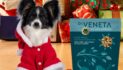 Kent Based Dr Veneta Adds An Eagerly Anticipated Wellness Variant To Its Pioneering Dog Food Range to Tackle Festive Greed Taking On The Growing Obesity Epidemic Among UK Dogs