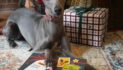PURE PET FOOD PUTS MINDFUL TREATING ON THE MENU THIS CHRISTMAS